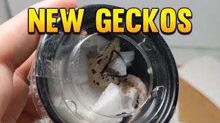 New Geckos For My Bioactive Tank [upl. by Ahsirak887]