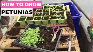 ✅ How to Grow Petunias from Seed  Start to Finish [upl. by Oderfigis207]