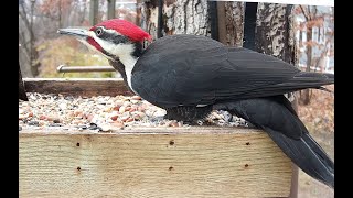 Pileated Woodpecker in the bird feeder [upl. by Netsuj]