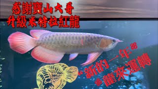 龍魚升級服務感謝寶山大哥信任購入米特拉紅龍 服務電話0987978007同LINE [upl. by Asiled308]