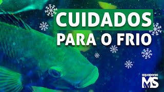 Dicas para criação de peixes sem aquecimento 🥶🧊🌡️ [upl. by Iddo]