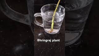 Bhringraj plant  yt shorts [upl. by Neelyahs]