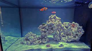 ASMR Nano Reef Tank Day 1 with Rainbow Bubble Tip Anemone [upl. by Dohsar]