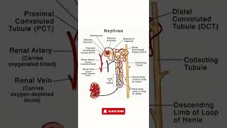 Nephron Structure  Simple Nephron Diagram for Easy Understanding [upl. by Benkley787]