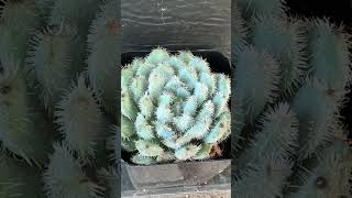 rare echeveria setosa mexican firecracker plants succulent [upl. by Yarehs]