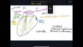 Antiarrhythmics 1 [upl. by Kavanagh900]