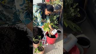 🪴Balcony Garden Organizationminivlog 383 vlogs day garden plants trending [upl. by Imefulo64]