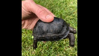 Aldabra tortoise for sale from Tortoise Towns baby tortoise farm [upl. by Elleon]