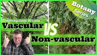 Vascular vs Nonvascular Plants  7 Main Differences [upl. by Oivat]