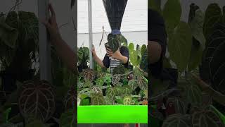 Review Anthurium Red Crystallinum shorts shortvideo plants anthurium houseplants [upl. by Schnur]