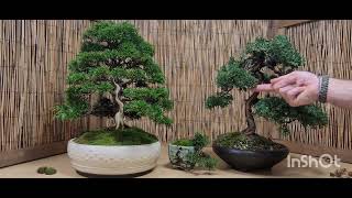 Chinensis and Shimpaku juniper Bonsai talking rubbish again [upl. by Amliv316]