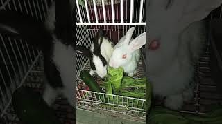 Cute Rabbits Eating Foodrabbit cute rabbitfood asmr bunny pets funny love animals shorts [upl. by Egduj]