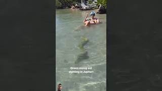 Epic encounter with Green Moray eel😱😱👽 ocean viralvideo surajroxfunnyvibeo vikram shortfeed [upl. by Farkas447]