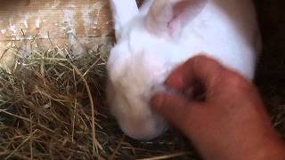 How to care for a rabbit with blocked tear duct [upl. by Nayra]