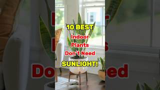 Best Indoor Plants that almost don’t need Sunlight🪴🍃 lowlightplants lowmaintenance shorts [upl. by Dnomsaj]