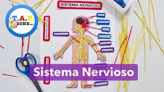 Como hacer la maqueta del sistema nervioso  TAP ZONE MX [upl. by Queri]