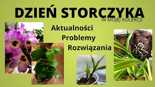 Dzień Storczyka Oddzielanie keiki przesadzanie Dendrobium Nobile ukorzenianie wanilii [upl. by Glenn]