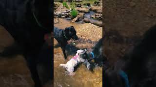 Beaver pond romping [upl. by Peckham]