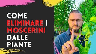 Come ELIMINARE i MOSCERINI neri dalle Piante DEFINITIVAMENTE [upl. by Ynnahc]