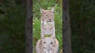 Things you didnt know about Bobcat [upl. by Wildee]