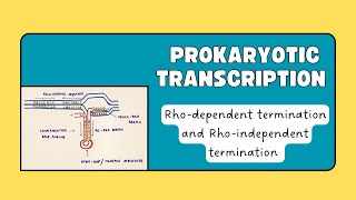 Prokaryotic transcription  Rhodependent termination  Rhoindependent termination [upl. by Janis815]