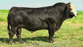 Black Simmental bulls [upl. by Bendick]