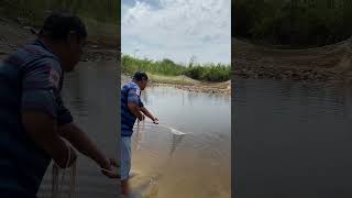 He try to fishing video catchfoods fishingequipment youtubeshorts fish fishinggear nature [upl. by Otcefrep]