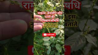 Apamarga Plant चिड़चिड़ा के औषधीय गुण। plants farming shorts [upl. by Marilou]