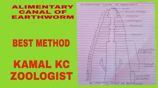 ALIMENTARY CANAL OF EARTHWORM [upl. by Spiegelman]