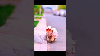 Cat cat cuteecats cute shorts viralvideo funny videos catlover funncats [upl. by Eelatsyrc]