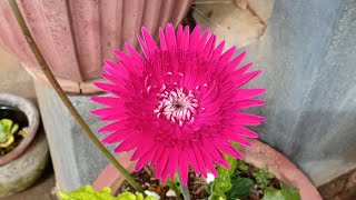 How not to propagate Gerbera Daisy  Fail \ the lessons learnt [upl. by Hailey]