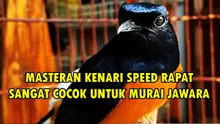 MASTERAN KENARI SPEED RAPAT [upl. by Ataeb]