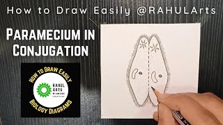 How to draw Paramecium in Conjugation  Bsc Zoology Diagram [upl. by Davon]