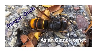 An Asian Giant Hornet being carried by ANTS [upl. by Nessie]