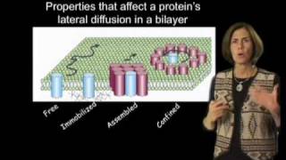 Jennifer LippincottSchwartz NIH Part 2 Photobleaching and Photoactivation [upl. by Terza]