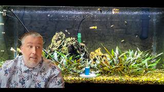 Has Youtube Ruined Aquarium Lighting [upl. by Allveta]