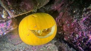 Massive Salp While Diving Lochinver [upl. by Needan]