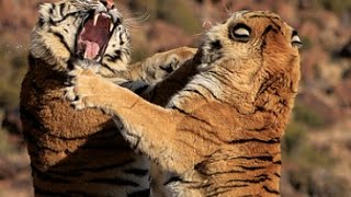 Tiger fight between two male tigers at Tiger Canyons Help the tiger Share our post [upl. by Gerdi561]