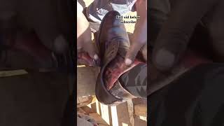 Shoe shine master at his place of work shoes asmr shoecare shorts fyp [upl. by Alleber]