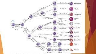 LA HEMATOPOYESIS [upl. by Alik]