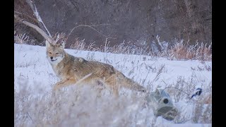 30 Coyotes Down With The 22250 Suppressed EPIC 4K KILL FOOTAGE [upl. by Cirre]