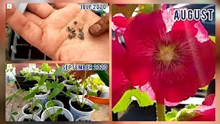 Growing hollyhocks from seeds to flowers with step by step update on different stages of growth [upl. by Irroc]