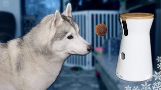 My Dog Reacts to the Treat Tossing Furbo Dog Camera With Husky Howls [upl. by Ecilef]