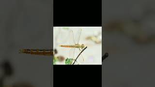 Ditch Jewel Brachythemis contaminata Female in Skimmer Family  Observed in Description [upl. by Ibib]