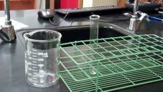 Cell Membrane Permeability Lab [upl. by Aliehc]