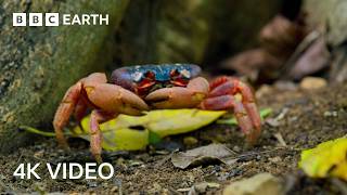 A Journey Across Our Planet  4K UHD  Planet Earth II  BBC Earth [upl. by Kamilah]