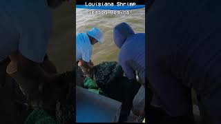 Louisiana Shrimp Season Begins Cajun shorts shrimping trawling [upl. by Spevek645]