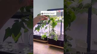 This is a cherry tomato plant grown hydroponically 🍅 hydroponics [upl. by Nodnnarb535]