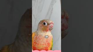 Parrot with beak accidentally caught in door shortvideo animals healing pets birds love [upl. by Aynwat510]