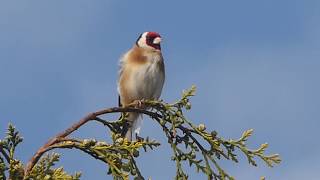 Goldfinch singing early evening in May [upl. by Doty]